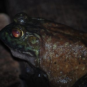 American Bullfrog