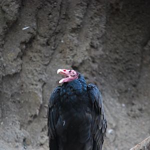 Turkey Vulture