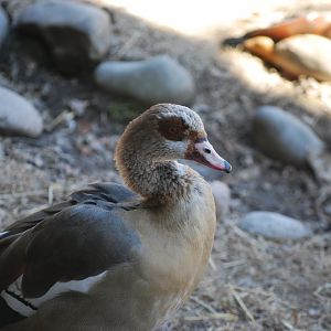 Egyptian Goose
