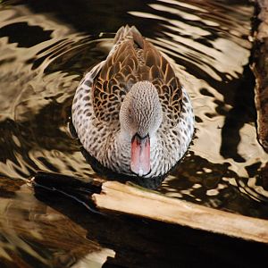 Cape Teal