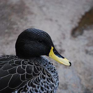 Yellow-Billed Duck