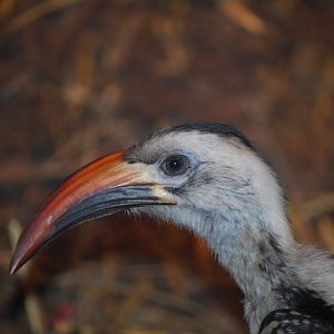 Red-Billed Hornbill