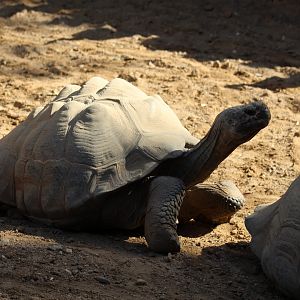 Galápagos Giant Tortoise