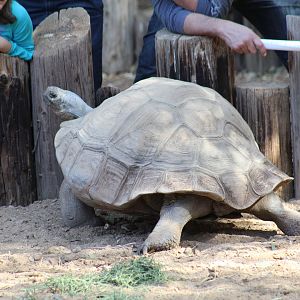 Galápagos Giant Tortoise