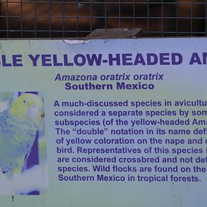 Double Yellow-Headed Amazon Signage