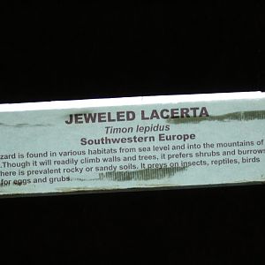 Jeweled Lacerta Signage