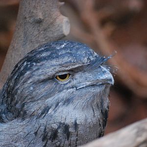 Tawny Frogmouth