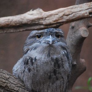 Tawny Frogmouth