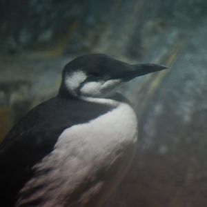 Common Murre