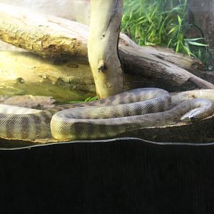Woma Python