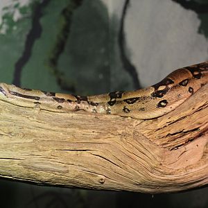 Controversial Boa Enclosure