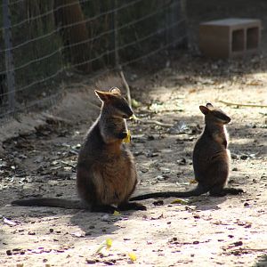 Swamp Wallabies