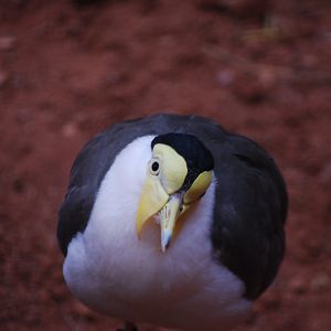 Masked Lapwing