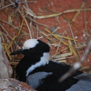 Blacksmith Plover