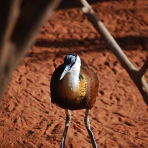 African Jacana
