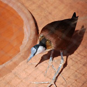 African Jacana