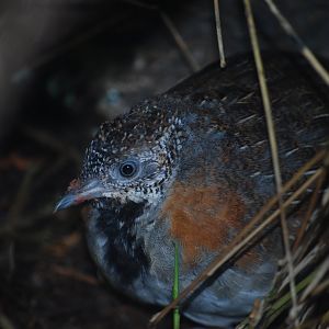 Madagascar Buttonquail