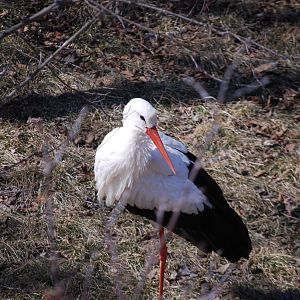 White Stork