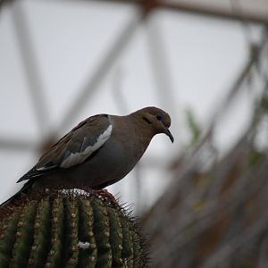 White-Winged Dove