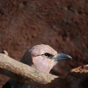 Blue-Bellied Roller