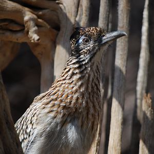 Roadrunner