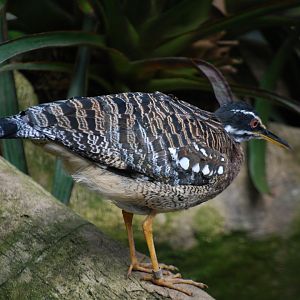 Sunbittern