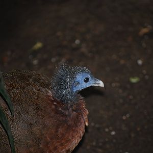 Great Argus Pheasant