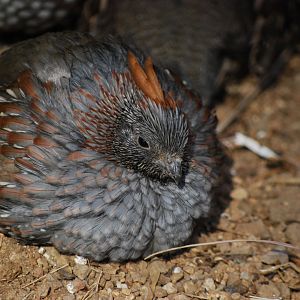 Benson Quail