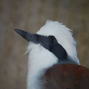 White Crested Laughingthrush