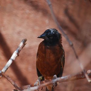 Chestnut Weaver