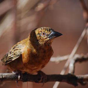 Chestnut Weaver