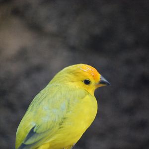Saffron Finch