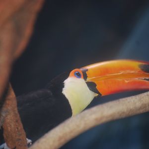 Toco Toucan