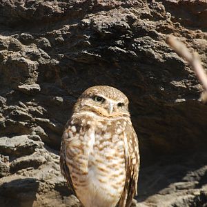 Burrowing Owl