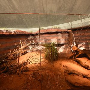 Australia - Perentie indoors