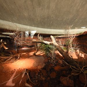 Australia - Perentie indoors