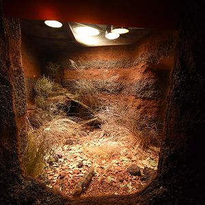 Australia - Shingleback terrarium