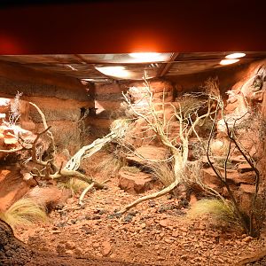 Australia - Pilbara monitor terrarium