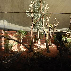 Australia - Koala indoors