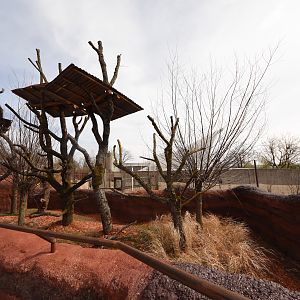 Australia - Koala outdoors