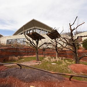 Australia - Koala outdoors