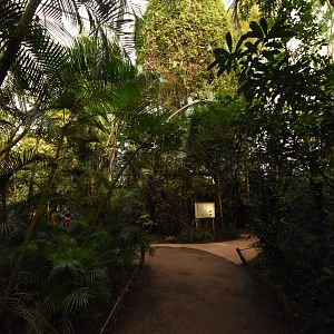 Masoala hall - Treetop walk