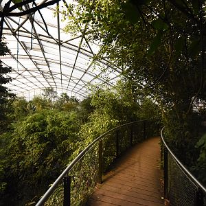 Masoala hall - Treetop walk