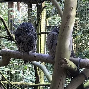 Tawny frogmouth 250318