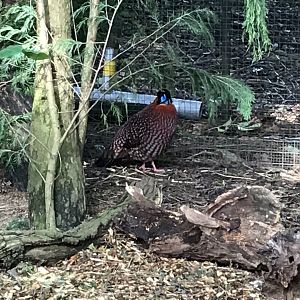 Temminck’s tragopan 250318