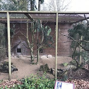 Burrowing owl aviary 250318