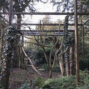 Turkey vulture aviary 250318