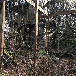 Snowy owl aviary 250318