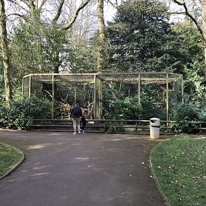 Siberian pallas’ cat exhibit 250318