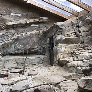 Arabian rock hyrax exhibit 250318